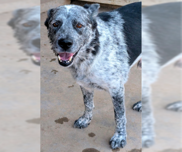 Medium Photo #1 Mutt Puppy For Sale in Pena Blanca, NM, USA