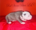 Small Photo #3 American Pit Bull Terrier Puppy For Sale in TRENTON, NJ, USA
