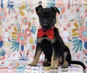 German Shepherd Dog Puppy for sale in LANCASTER, PA, USA