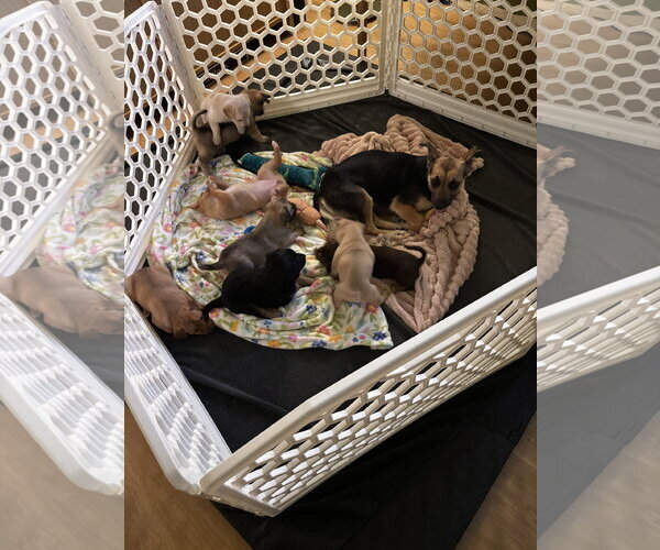 Medium Photo #4 Mutt Puppy For Sale in Bellevue, WA, USA