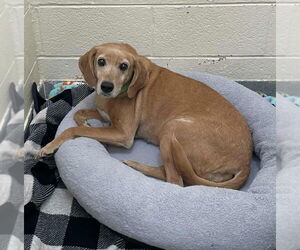 Mutt Dogs for adoption in Fairfax, VA, USA