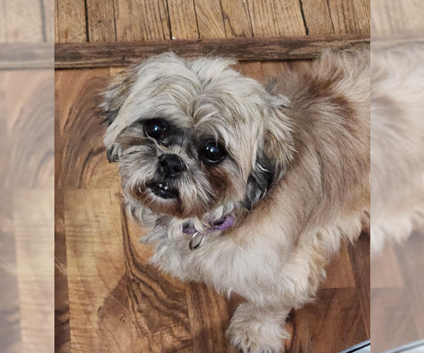 Medium Photo #7 Shih Tzu Puppy For Sale in Brooklyn Center, MN, USA