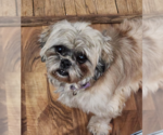 Small #6 Shih Tzu