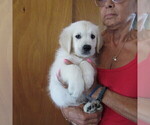 Small Photo #36 English Cream Golden Retriever Puppy For Sale in NORTHWOOD, OH, USA