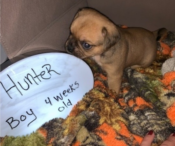 Medium Photo #6 Puggle Puppy For Sale in CANADIAN LAKES, MI, USA
