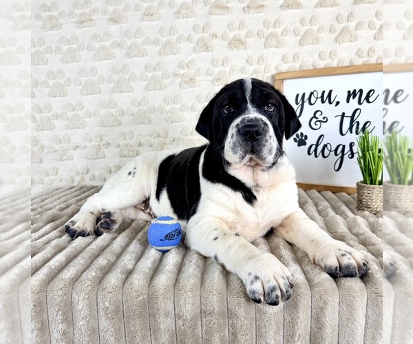 Medium Photo #1 Cocker-Pei Puppy For Sale in GREENFIELD, IN, USA