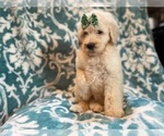 Small Photo #7 Poodle (Standard) Puppy For Sale in LAKELAND, FL, USA