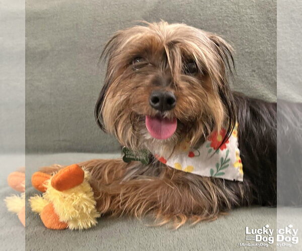 Medium Photo #4 Mutt Puppy For Sale in Washington, DC, USA