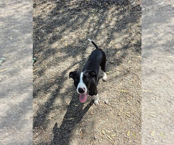 Medium Photo #3 Mutt Puppy For Sale in Elmsford, NY, USA