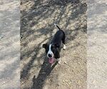 Small #2 Mutt