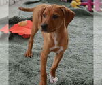 Small #2 Mutt