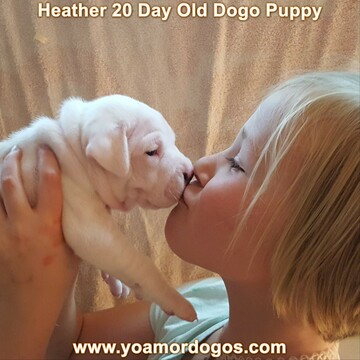 Medium Photo #62 Dogo Argentino Puppy For Sale in JANE, MO, USA