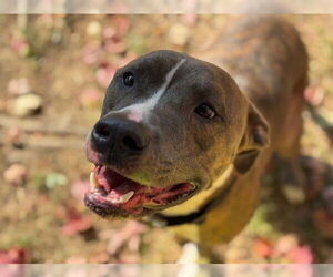 American Pit Bull Terrier-Unknown Mix Dogs for adoption in Tulsa, OK, USA