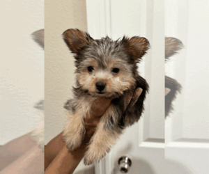 Yorkshire Terrier Puppy for Sale in JACKSONVILLE, Florida USA