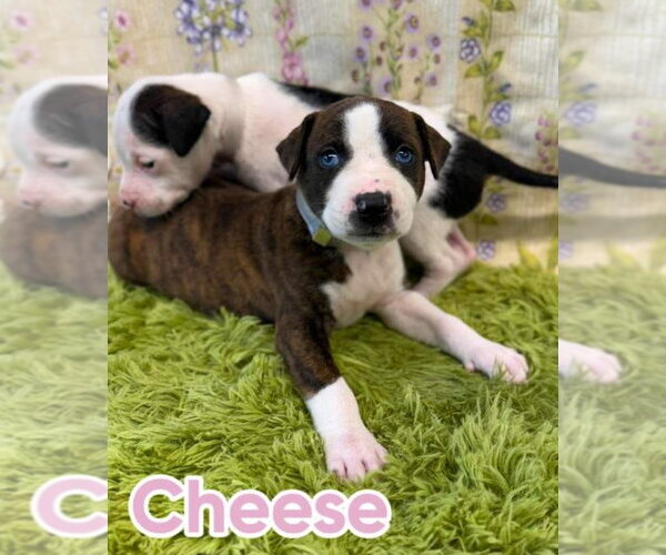 Medium Photo #1 American Staffordshire Terrier-Unknown Mix Puppy For Sale in Lakewood, CO, USA