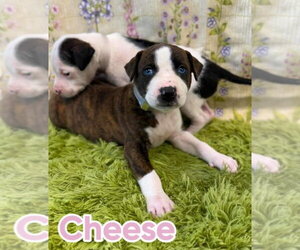 American Staffordshire Terrier-Unknown Mix Dogs for adoption in Lakewood, CO, USA