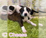Small American Staffordshire Terrier Mix