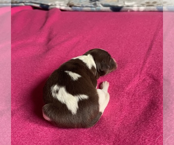 Medium Photo #2 Border Collie-Papillon Mix Puppy For Sale in CULPEPER, VA, USA