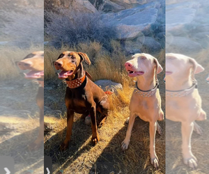 Father of the Doberman Pinscher puppies born on 04/03/2025