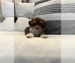 Small #13 Aussiedoodle Miniature 