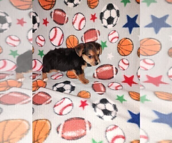 Medium Photo #4 YorkiePoo Puppy For Sale in LAPEER, MI, USA