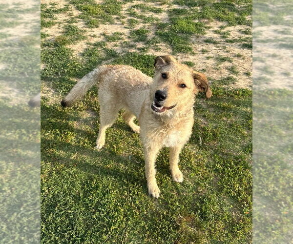 Medium Photo #2 Mutt Puppy For Sale in Evansville, IN, USA