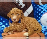 Small Photo #4 Goldendoodle Puppy For Sale in NOTTINGHAM, PA, USA
