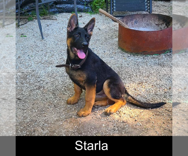 Medium Photo #1 German Shepherd Dog Puppy For Sale in MOUNTAIN GROVE, MO, USA