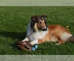 Small #29 Collie