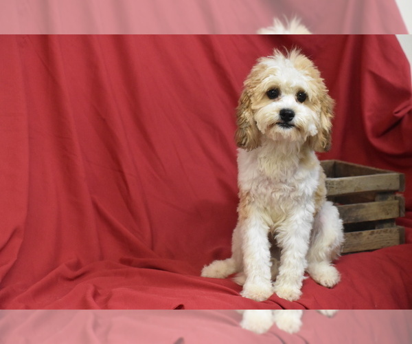 Medium Photo #2 Cavachon Puppy For Sale in ELDORADO, OH, USA