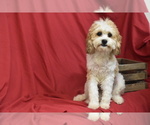 Small #1 Cavachon