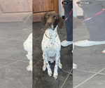 Small German Shorthaired Pointer