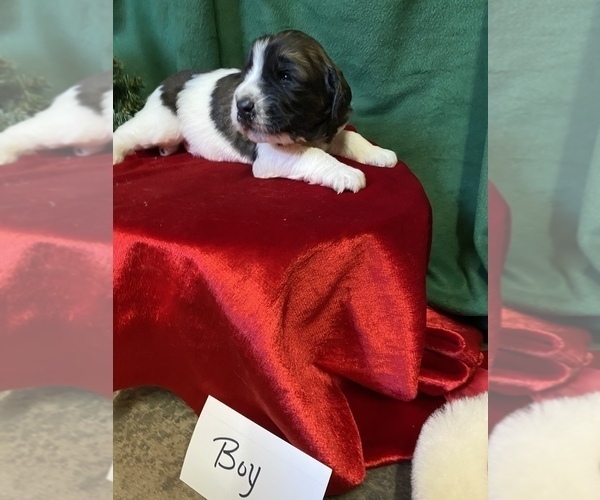 Medium Photo #1 Saint Berdoodle Puppy For Sale in WASHINGTON, IA, USA