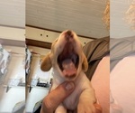 Small Photo #20 Dachshund Puppy For Sale in MONONA, IA, USA