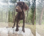 Small #35 German Shorthaired Pointer