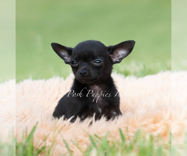 Medium Photo #19 Chihuahua Puppy For Sale in WARSAW, IN, USA