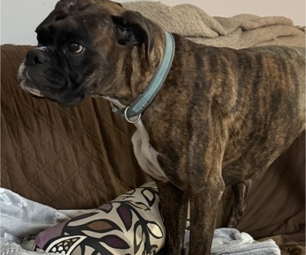 Medium Photo #1 Boxer Puppy For Sale in LANSING, MI, USA