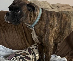 Mother of the Boxer puppies born on 08/28/2026