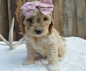 Cock-A-Poo Puppy for sale in HONEY BROOK, PA, USA