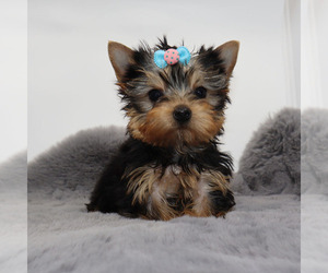 Yorkshire Terrier Puppy for sale in LOS ANGELES, CA, USA