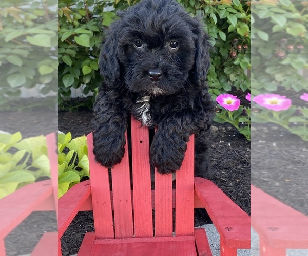 Medium Photo #4 Lhasa-Poo Puppy For Sale in CANOGA, NY, USA
