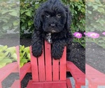 Small #3 Lhasa-Poo