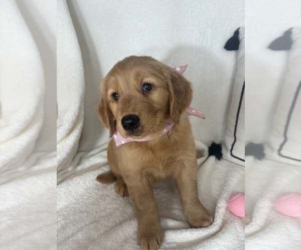 Medium Photo #2 Golden Retriever Puppy For Sale in GREENFIELD, IN, USA