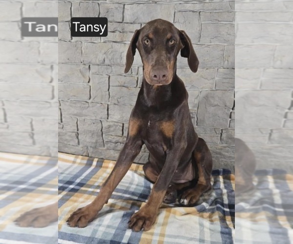 Medium Photo #8 Doberman Pinscher Puppy For Sale in POMEROY, OH, USA