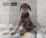 Small #7 Doberman Pinscher