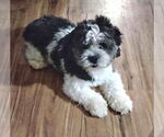 Small #2 Havanese Mix