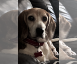 Small #1 Beagle