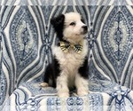 Small Photo #7 Australian Shepherd Puppy For Sale in LAKELAND, FL, USA