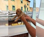 Small #9 Goldendoodle