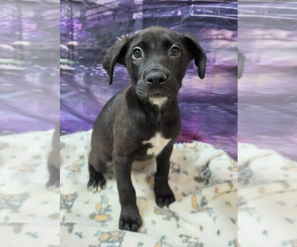 Medium Photo #2 Shepradors Puppy For Sale in Lakewood, CO, USA